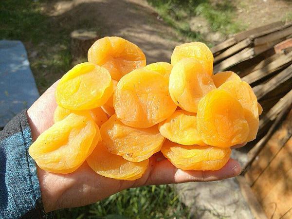 خرید قیصی زردآلو درشت ایرانی