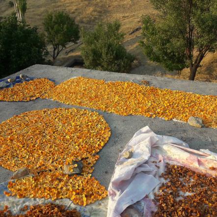 خشکبار قیصی زردآلو در بازار تبریز 