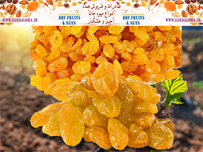 خریدار عمده کشمش انگوری طلایی مرغوب ایران